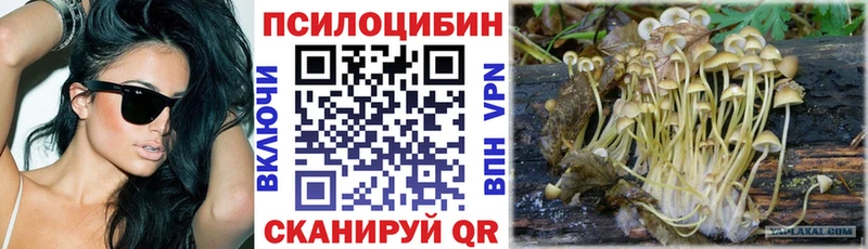 дарк нет как зайти  Северодвинск  Псилоцибиновые грибы Cubensis 