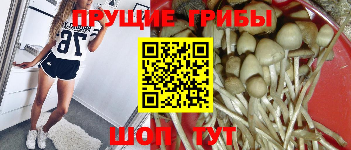Северодвинск  Псилоцибиновые грибы Cubensis  как найти закладки  Вход с VPN 